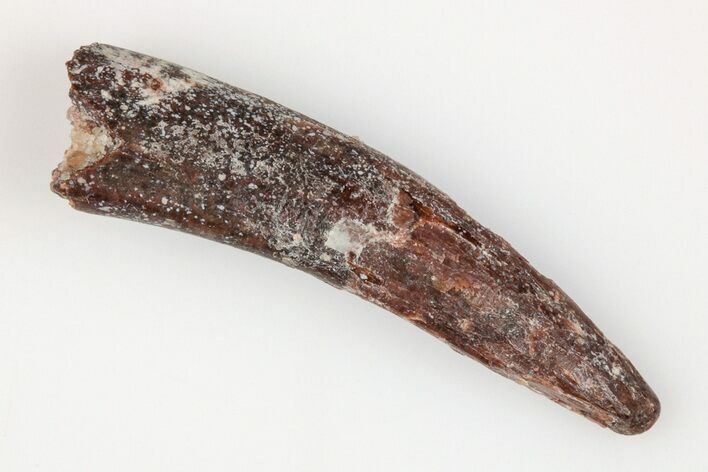 Fossil Pterosaur (Siroccopteryx) Tooth - Morocco #203410